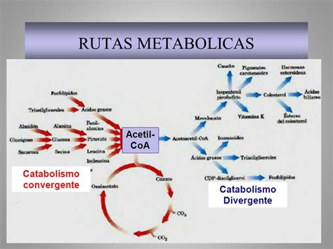 rutas metabolicas - rutas gdl